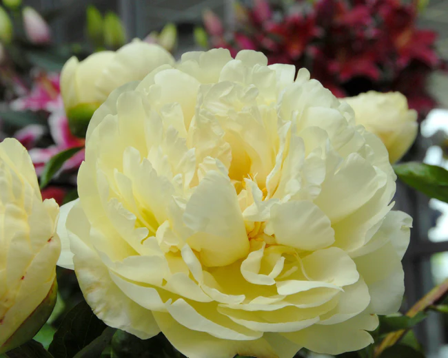 Cultivate Your Extraordinary Garden