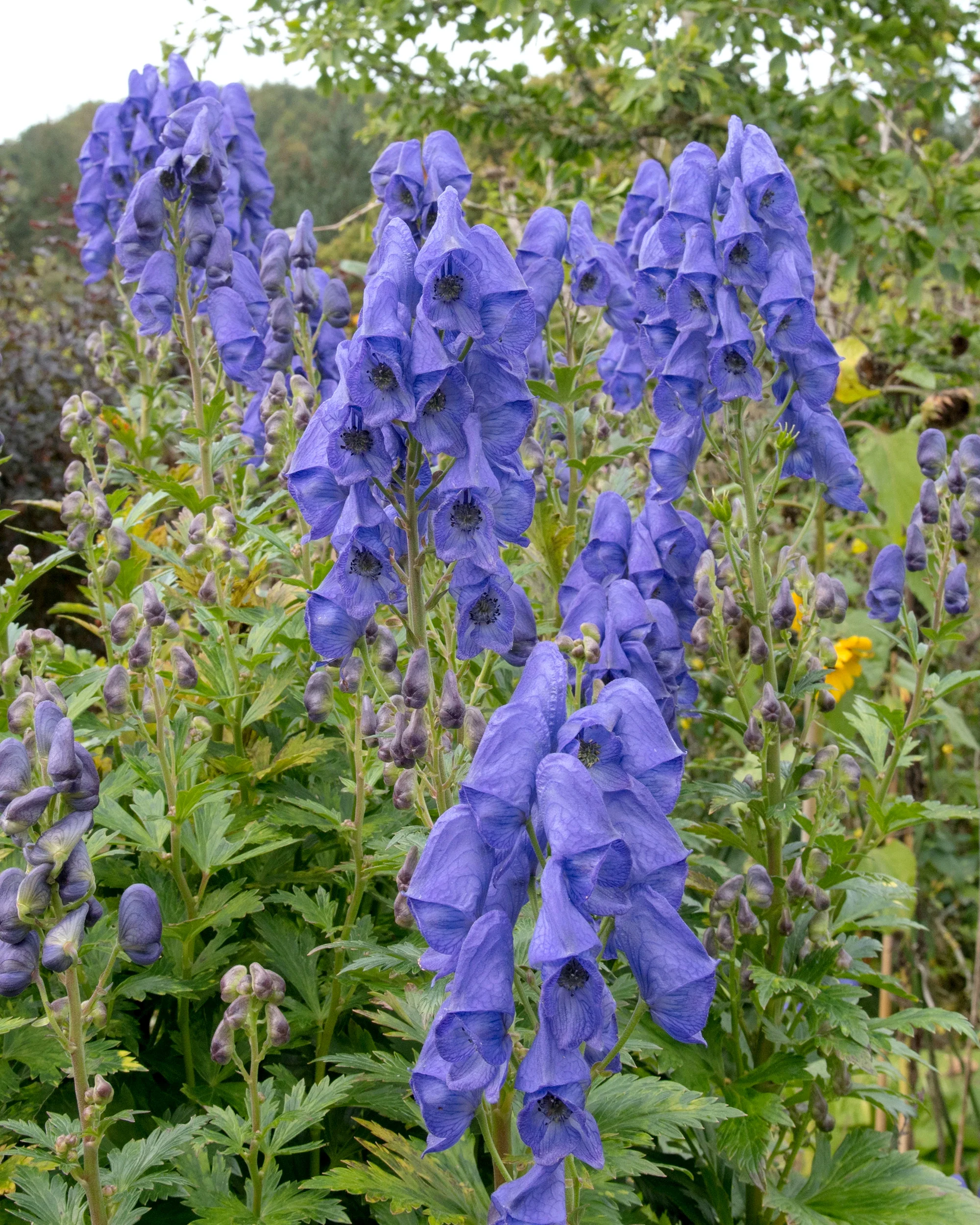 Aconitum 'Arendsii'