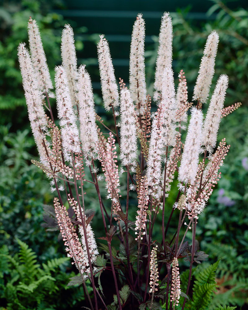 Actaea 'Brunette'