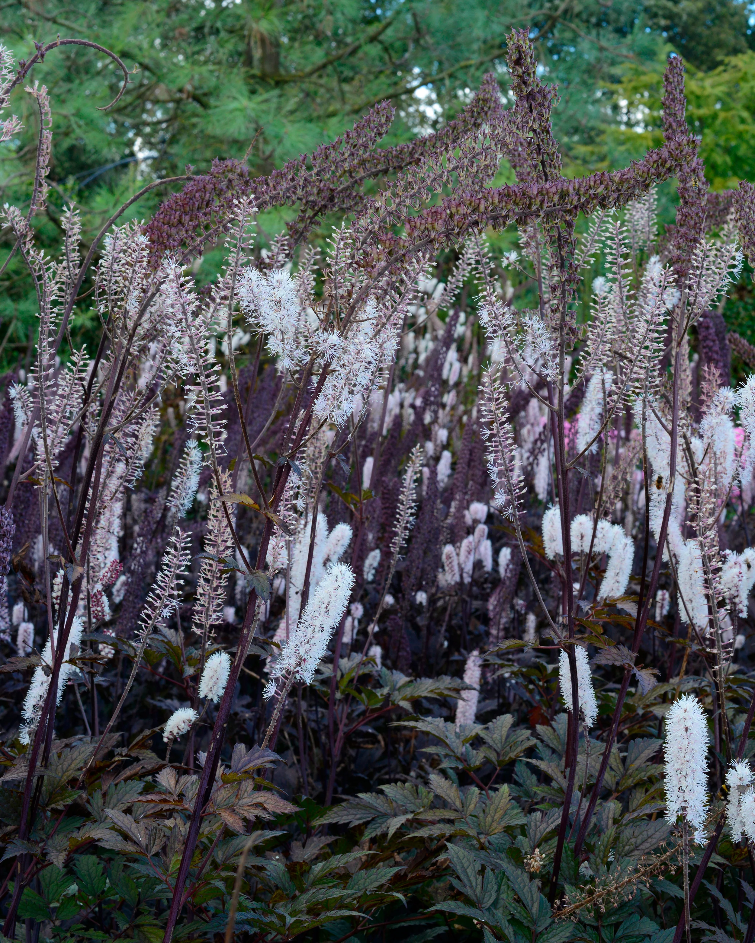 Actaea 'Brunette' - Image 2