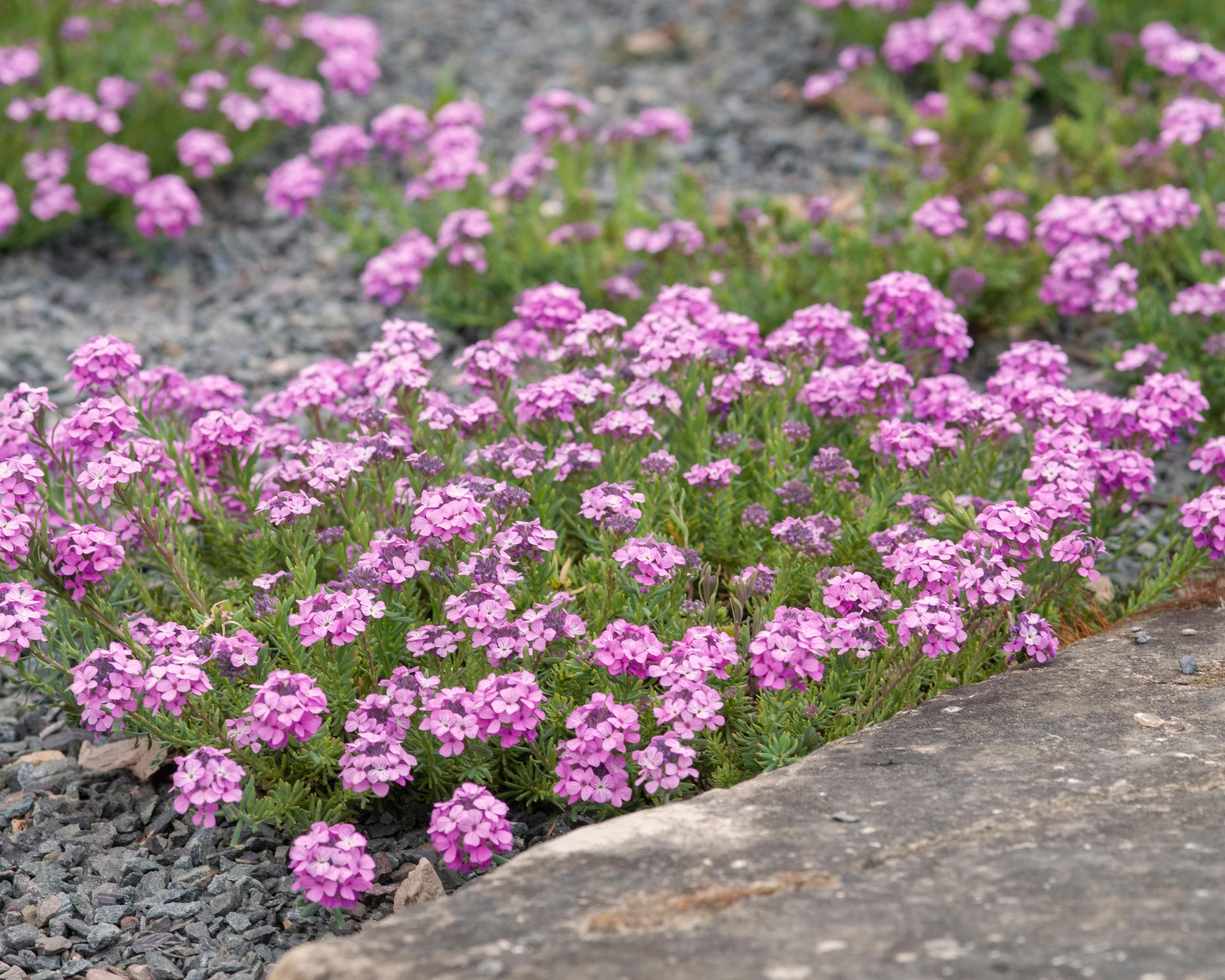 Aethionema 'Warley Rose' - Image 2