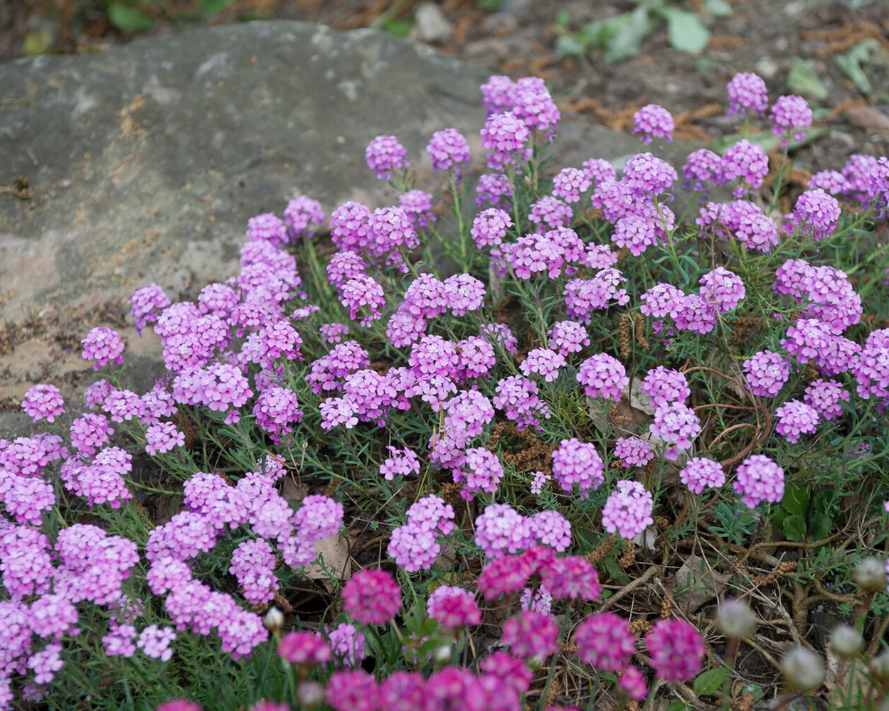 Aethionema 'Warley Rose' - Image 5