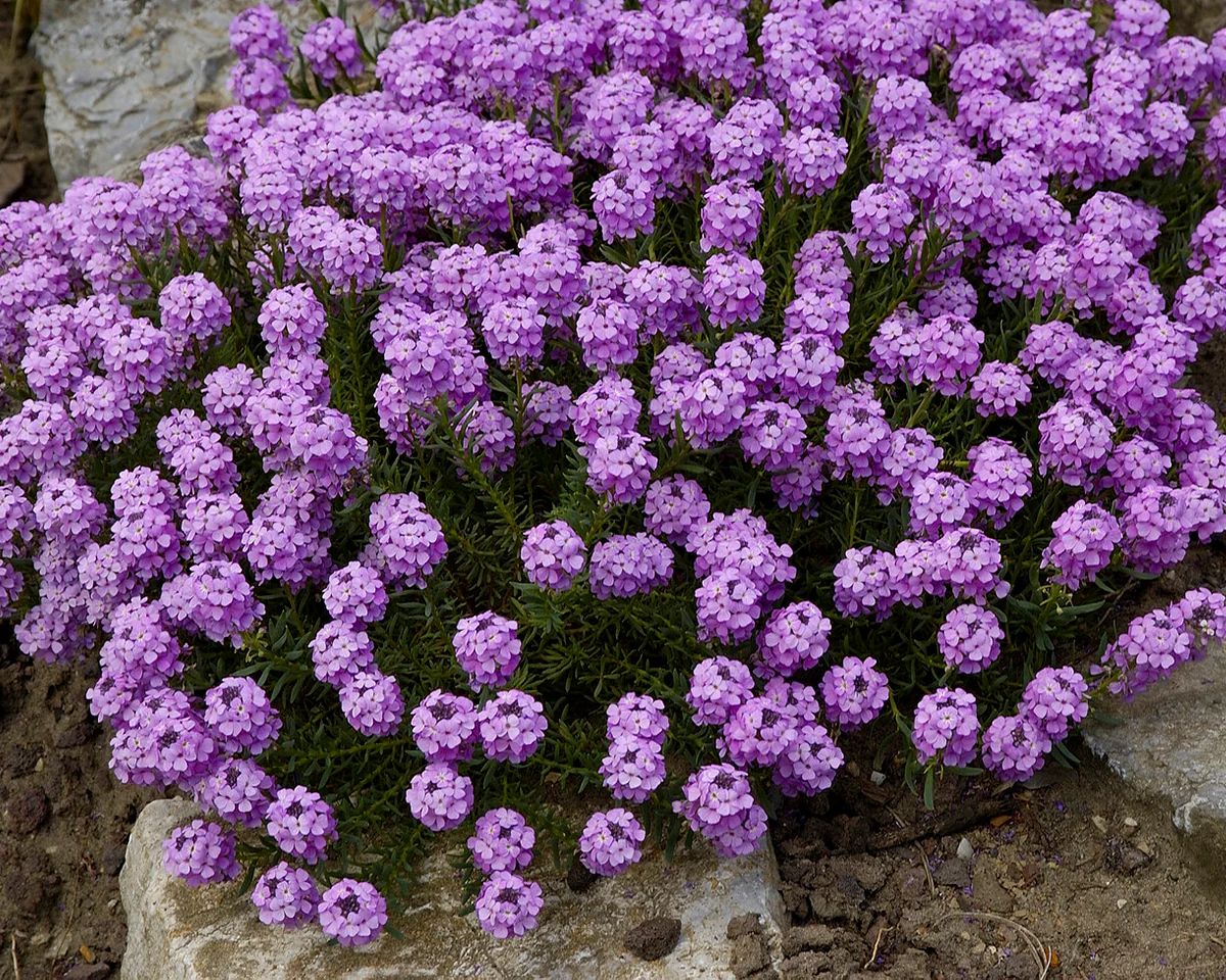 Aethionema 'Warley Rose' - Image 7