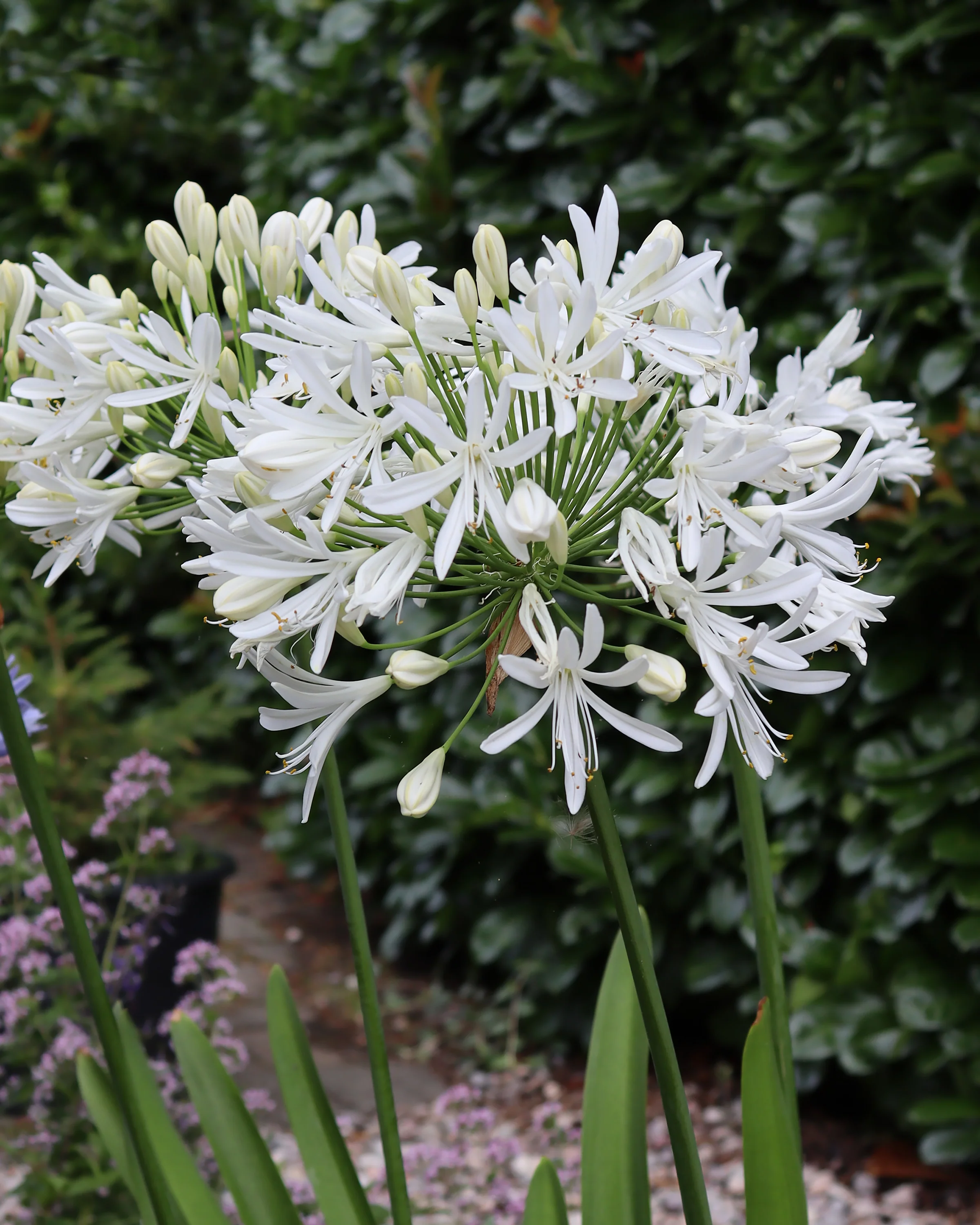 Agapanthus 'Albiflora'