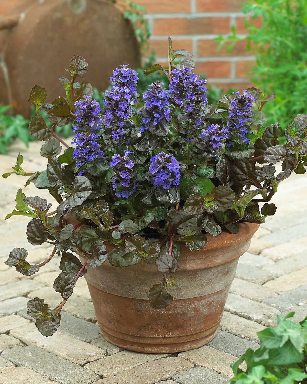 Ajuga 'Black Scallop' - Image 6