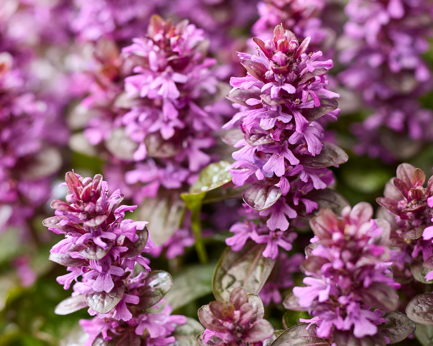 Ajuga 'Midnight Mystery' - Image 4