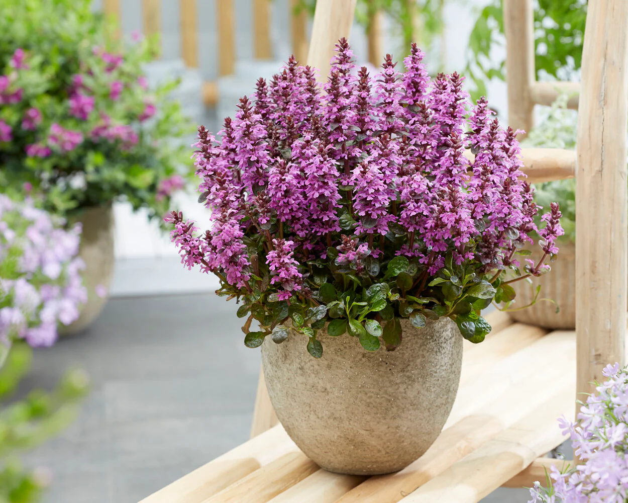 Ajuga 'Midnight Mystery' - Image 5