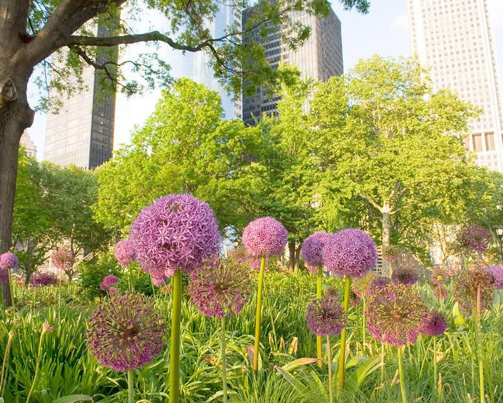 Allium 'Ambassador' - Image 5