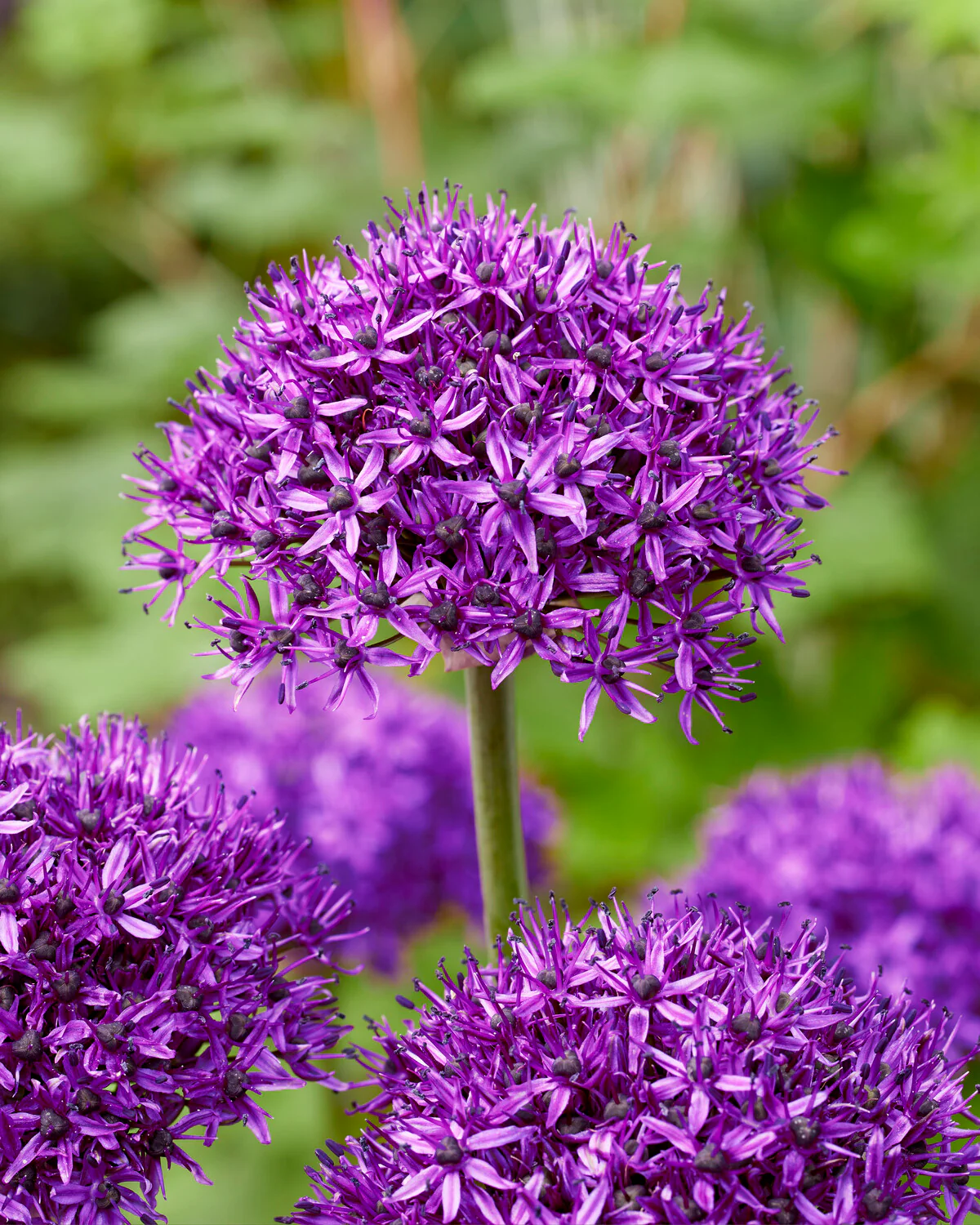 Allium 'Chicago'