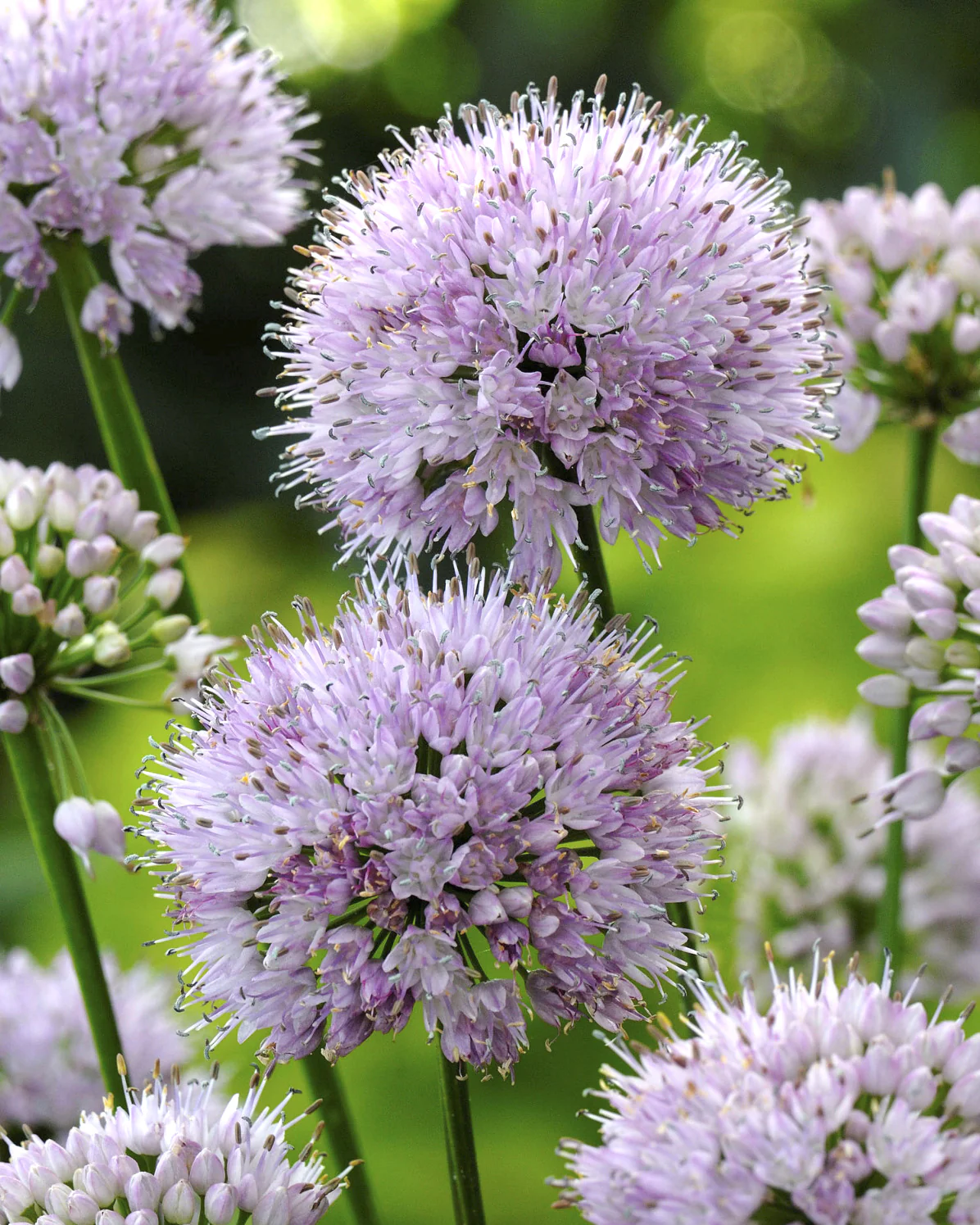 Allium 'Summer Beauty' - Image 2