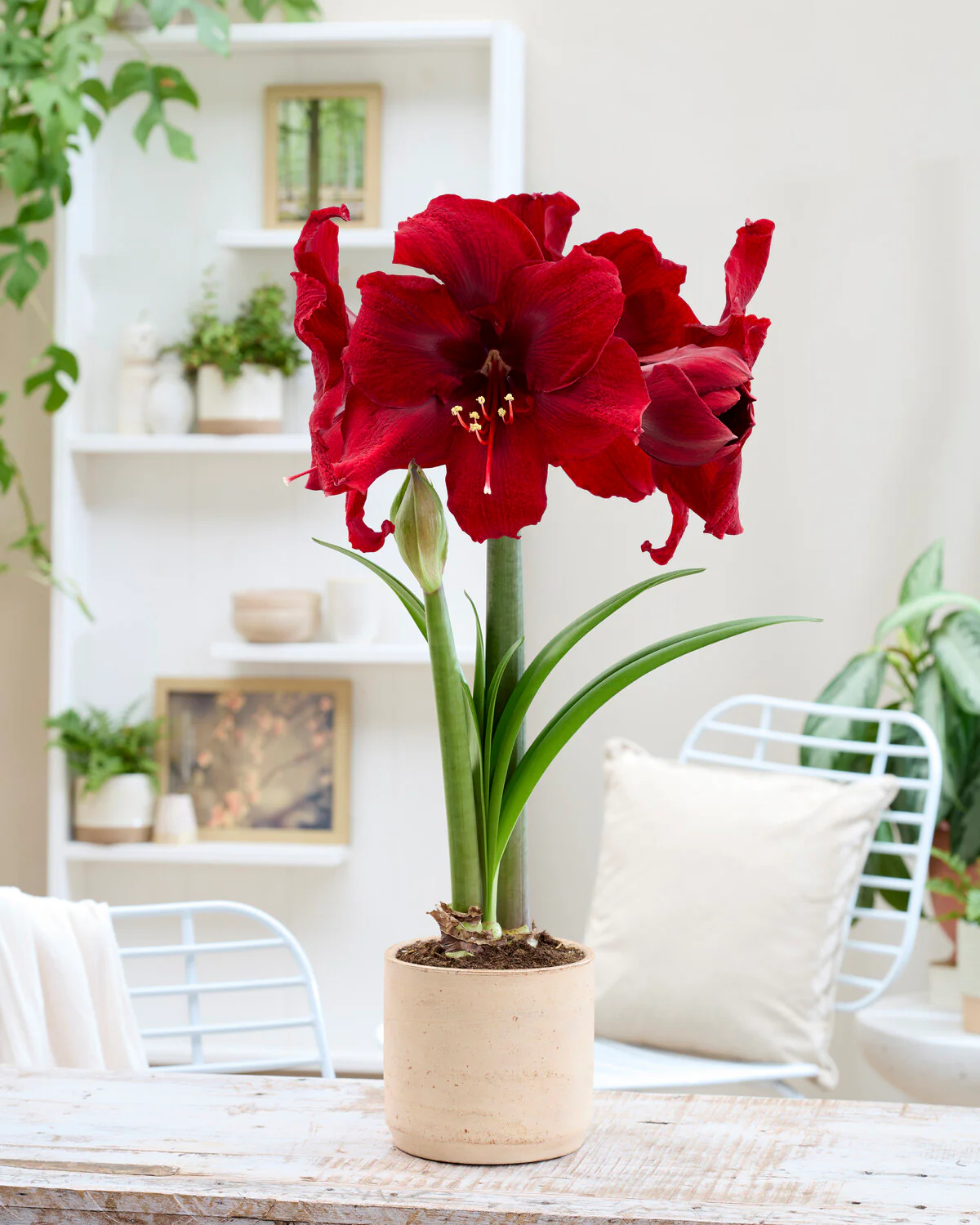 Amaryllis 'Amarossi' - Image 3