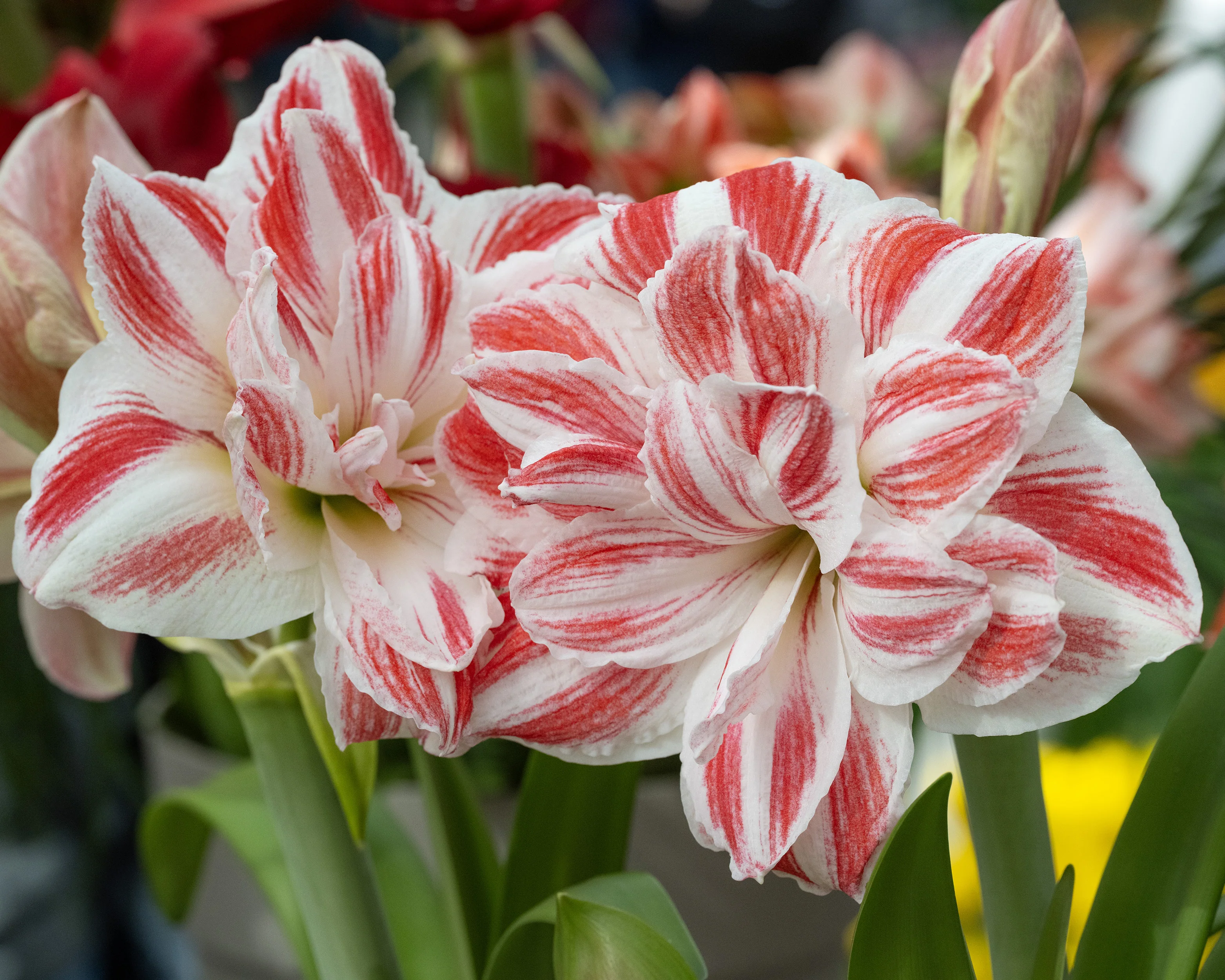 Amaryllis 'Amazing Belle' - Image 2