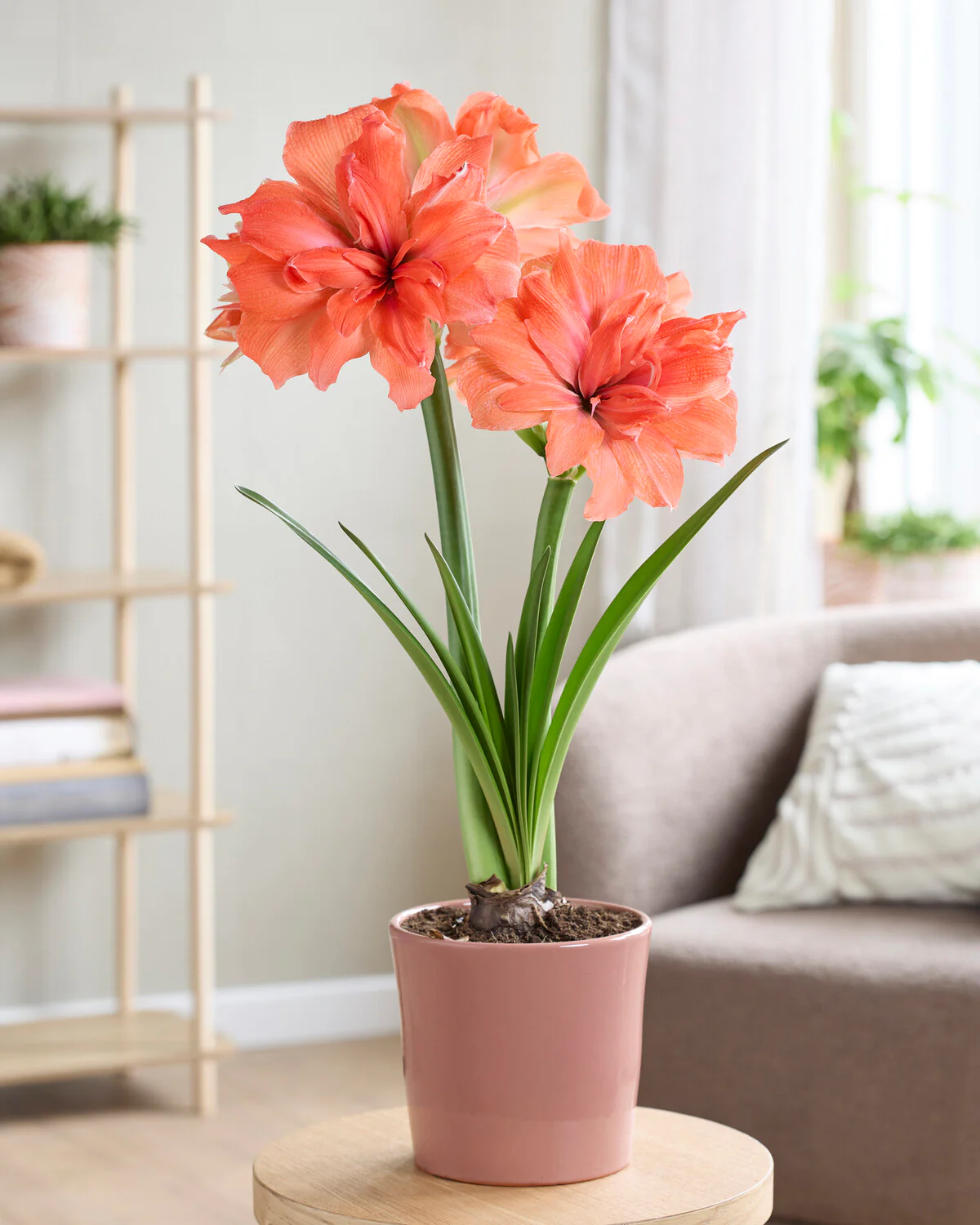 Amaryllis 'Coral Belle' - Image 2