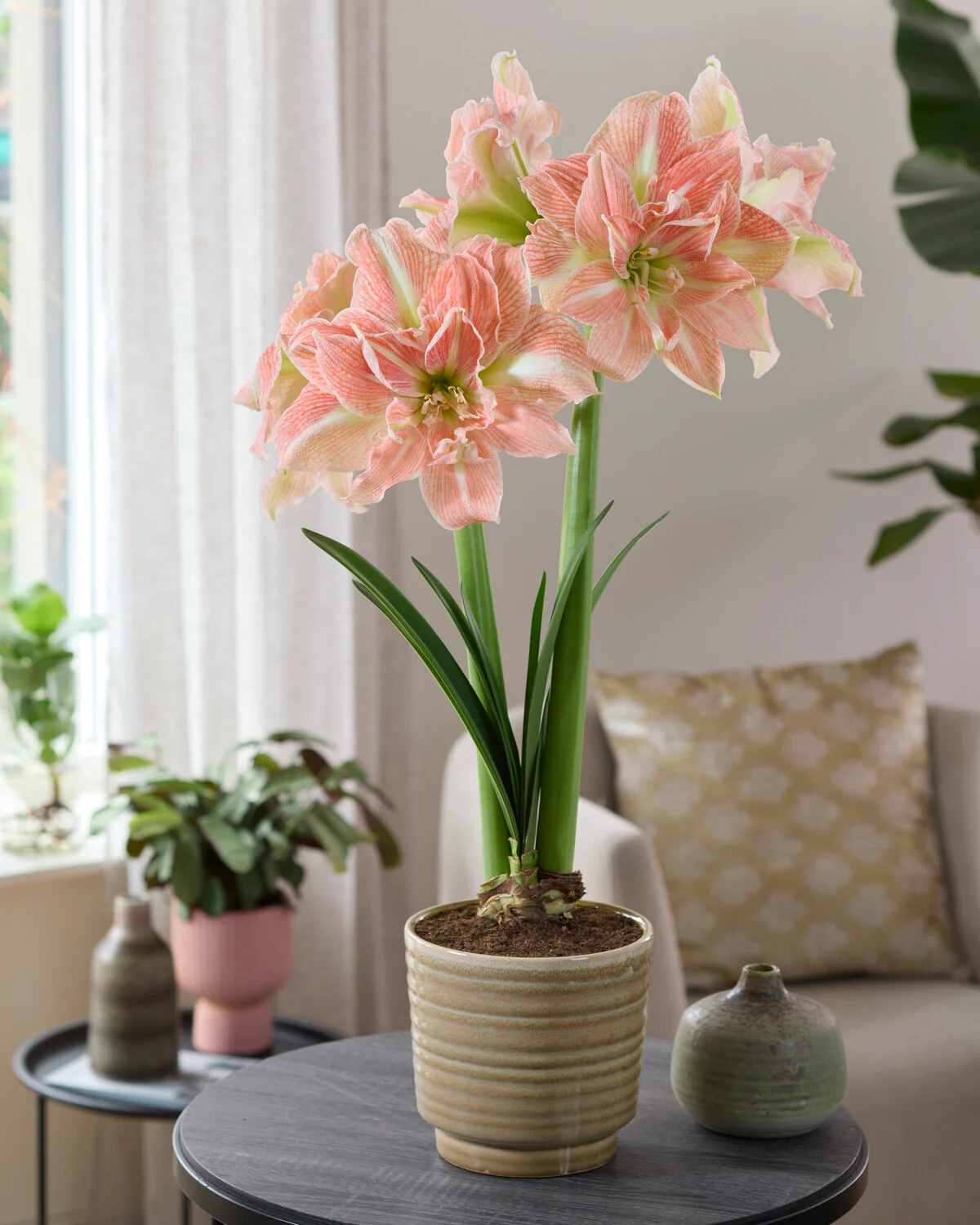 Amaryllis 'Sweet Amadeus' - Image 2