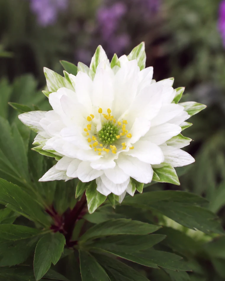 Anemone 'Bracteata Pleniflora'