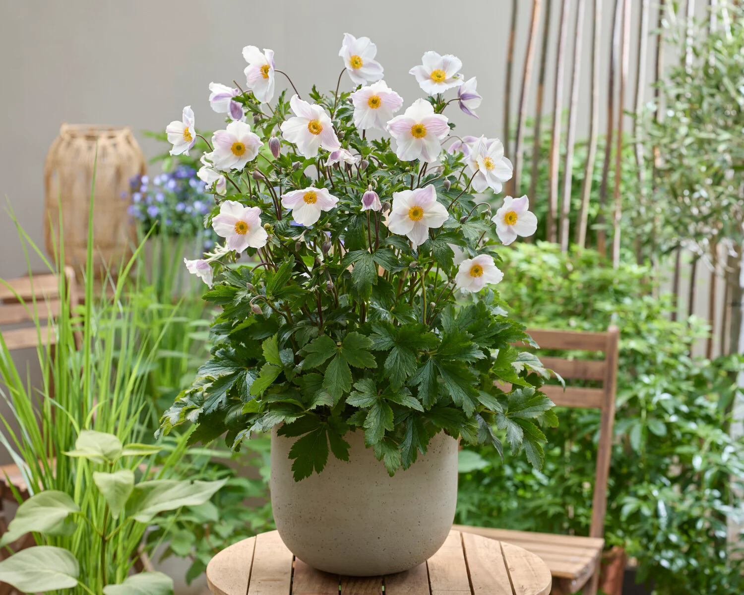 Anemone 'Dancing Swan' - Image 2