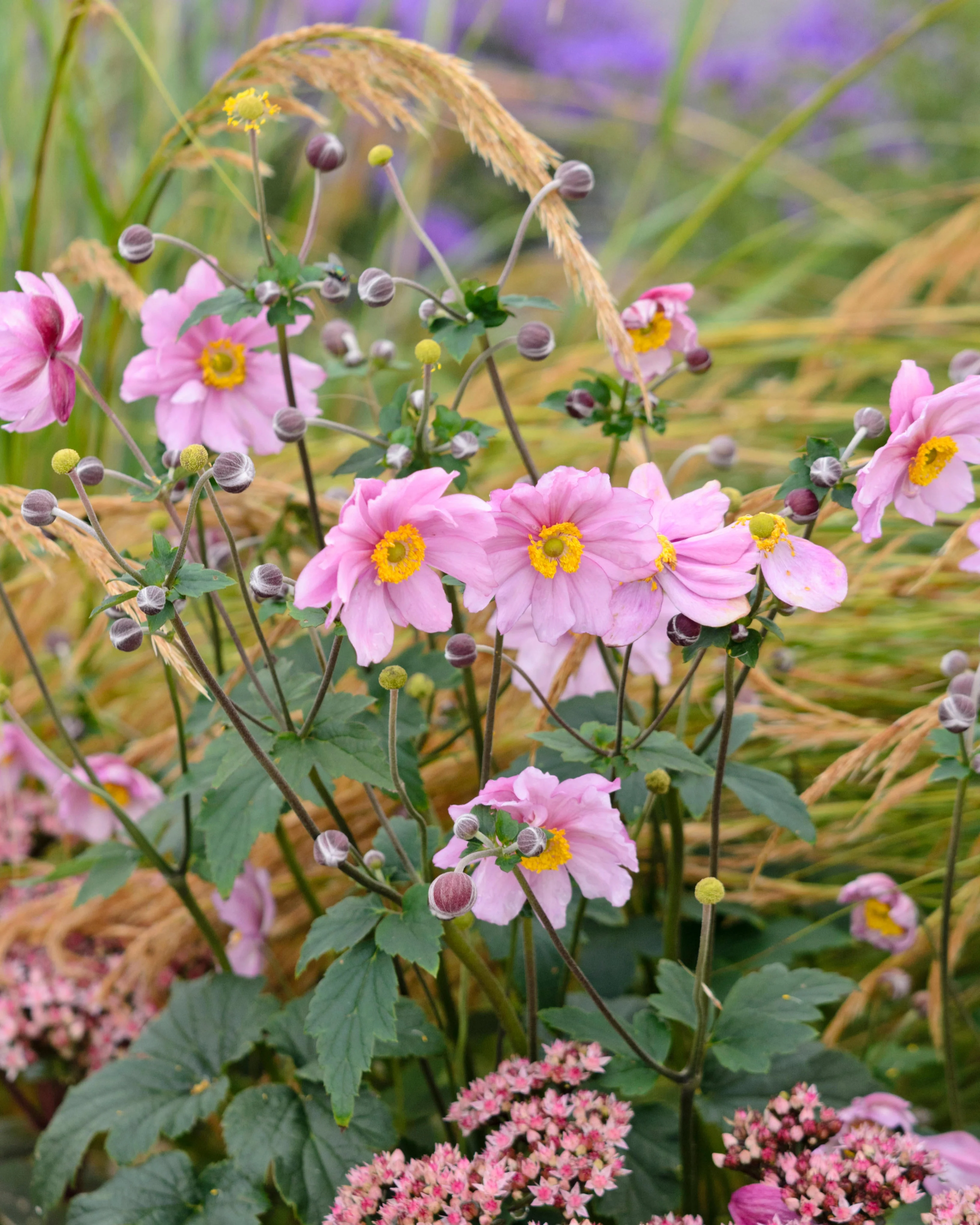 Anemone 'Serenade'