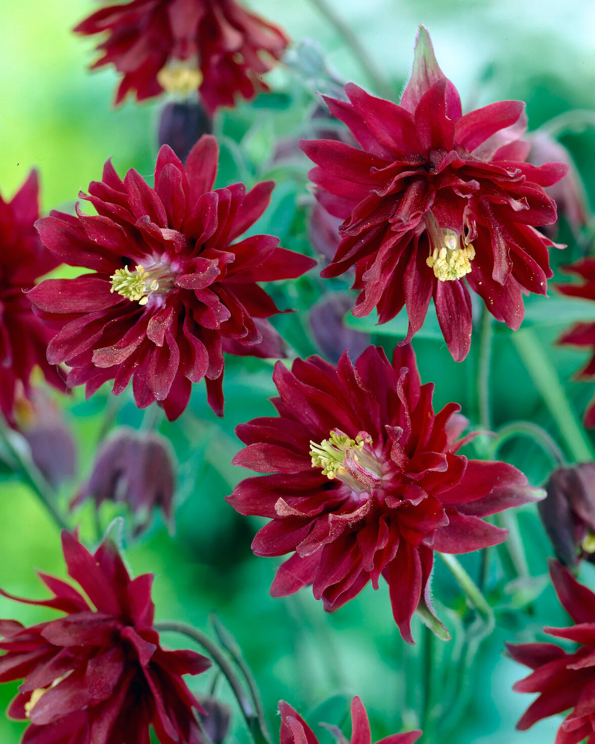 Aquilegia 'Ruby Port'