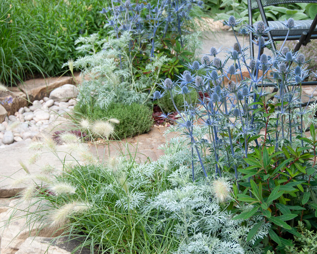 Artemisia 'Powis Castle' - Image 4
