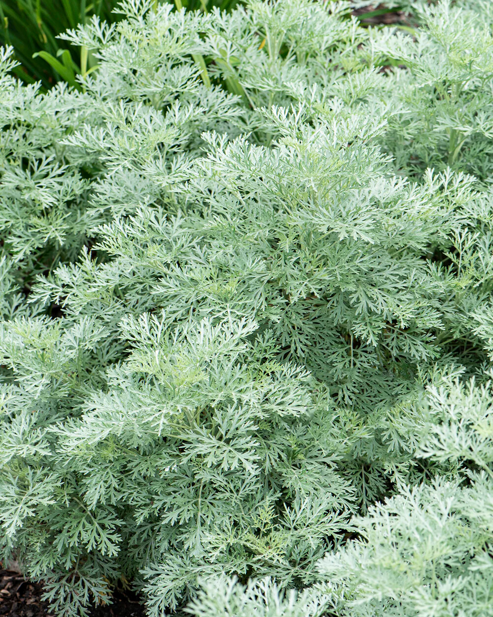 Artemisia 'Powis Castle' - Image 5