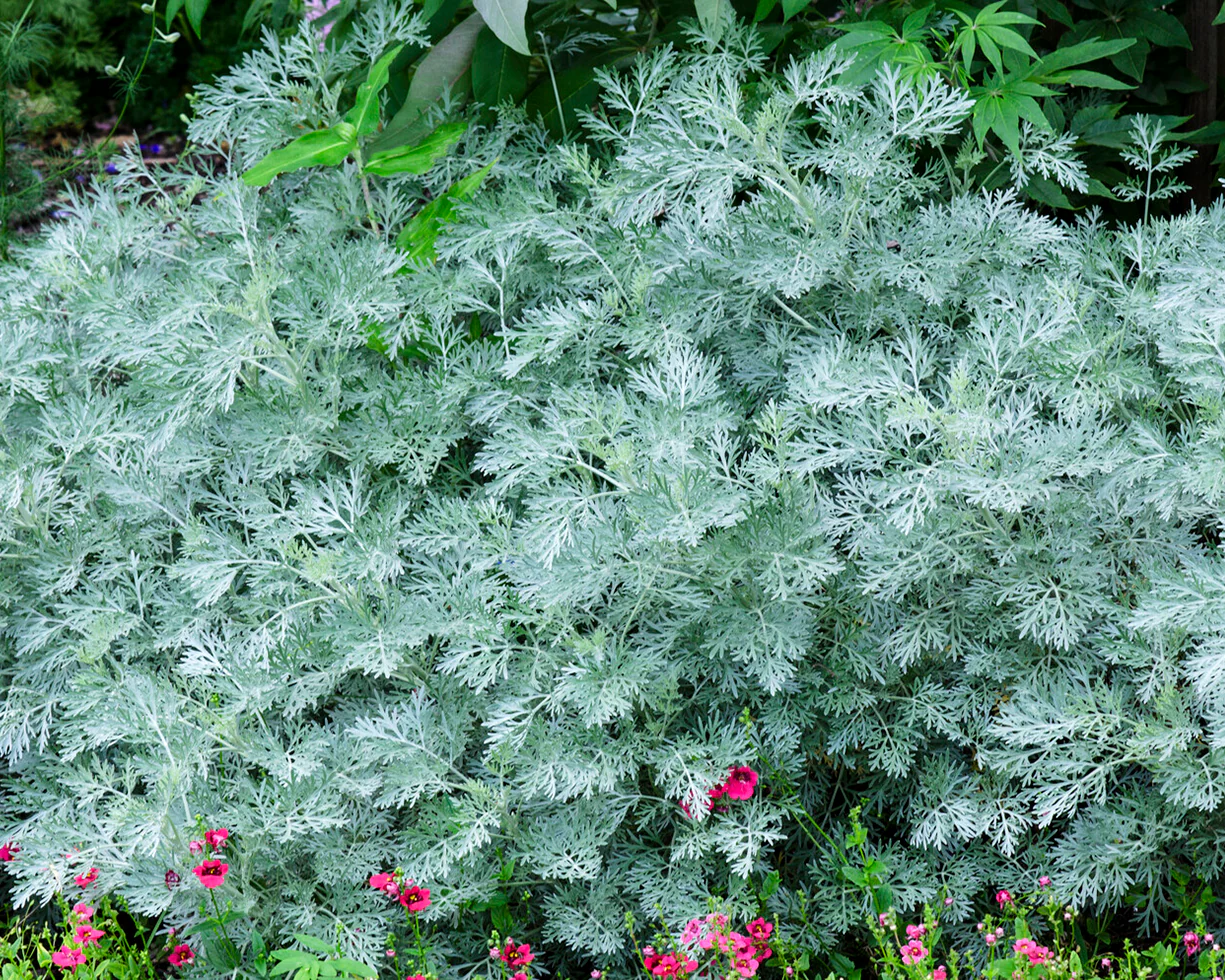 Artemisia 'Powis Castle' - Image 6