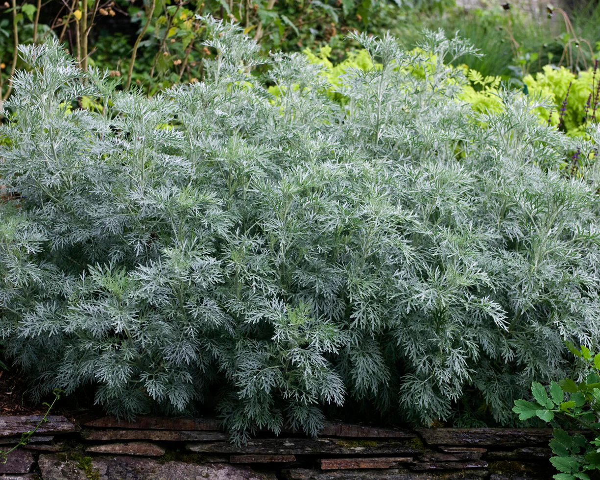 Artemisia 'Powis Castle' - Image 7