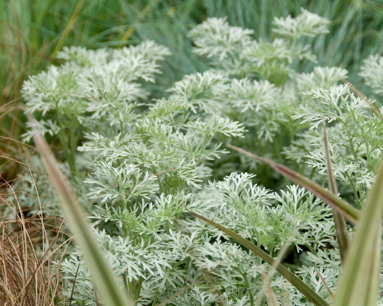 Artemisia 'Powis Castle' - Image 8