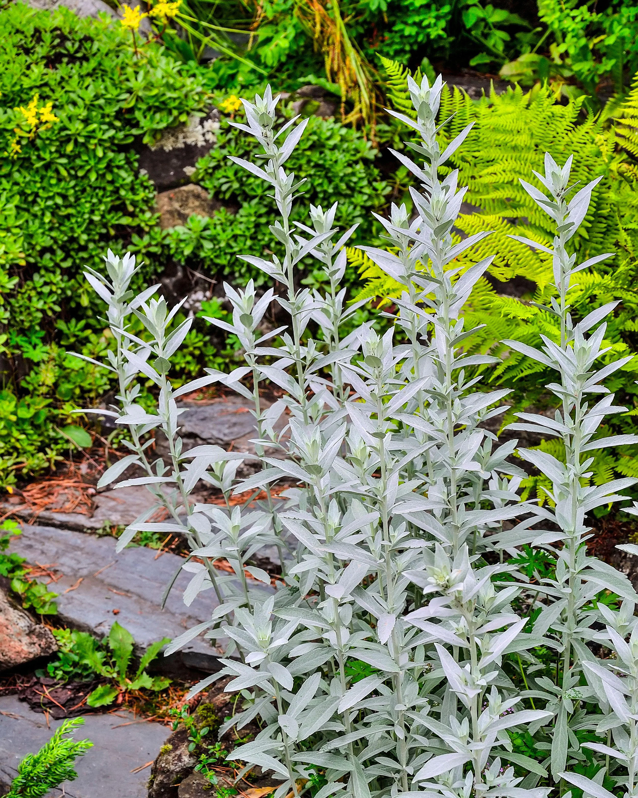 Artemisia 'Silver Queen' - Image 2