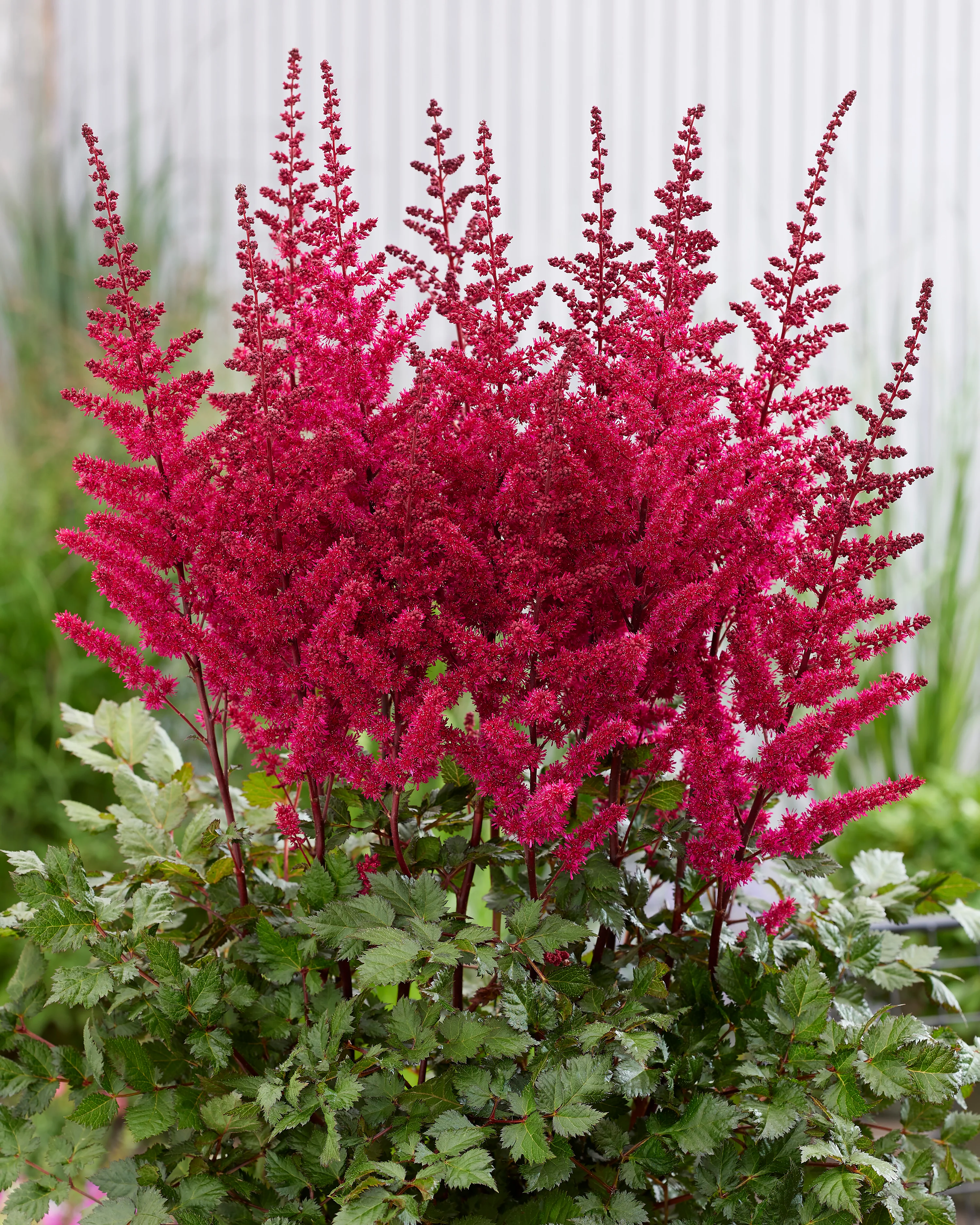 Astilbe 'Vision Volcano' - Image 2