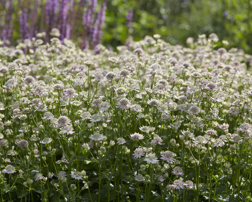 Astrantia 'Florence' - Image 2