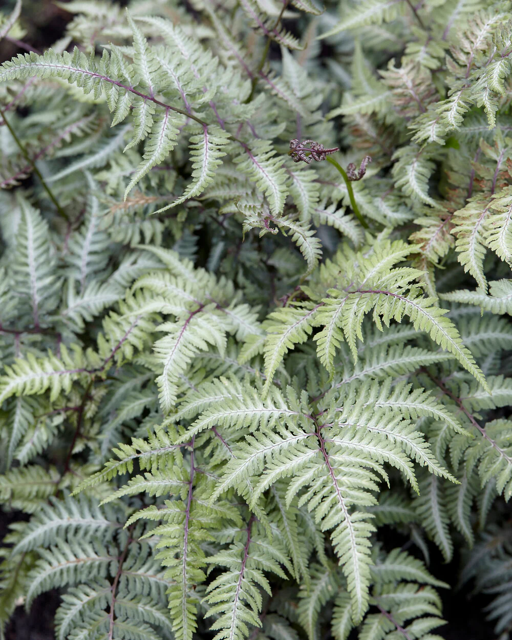 Athyrium 'Silver Falls'