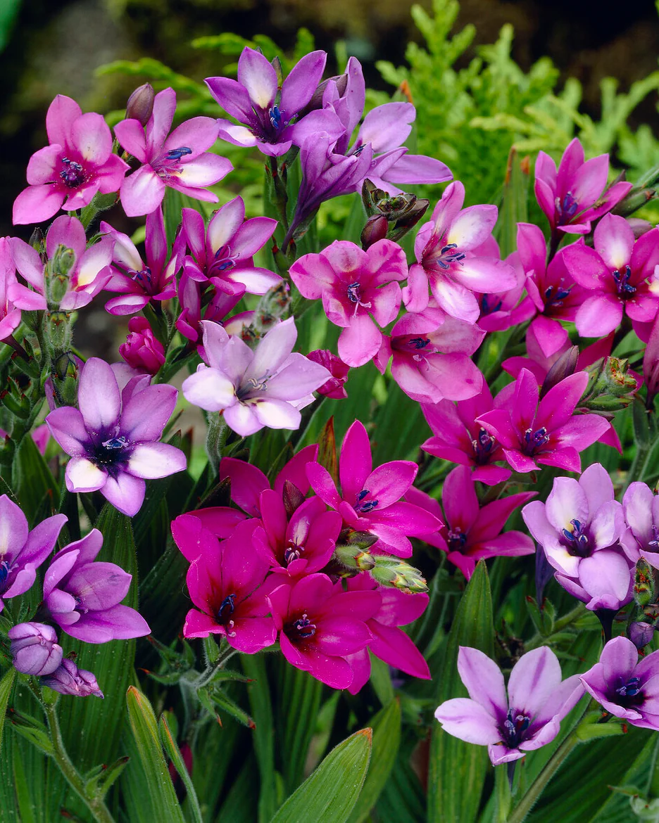 Babiana stricta
