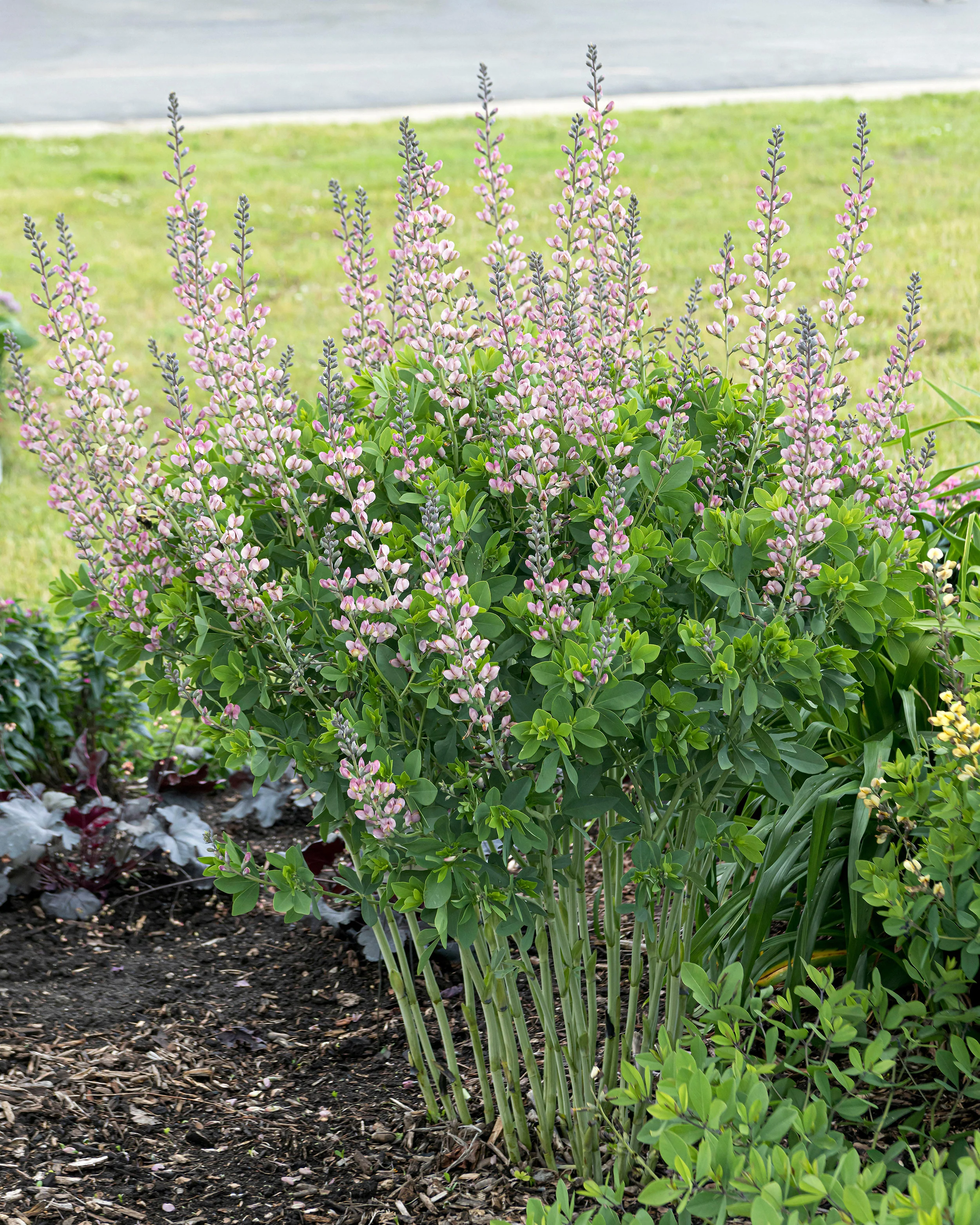 Baptisia 'Pink Truffles' - Image 2