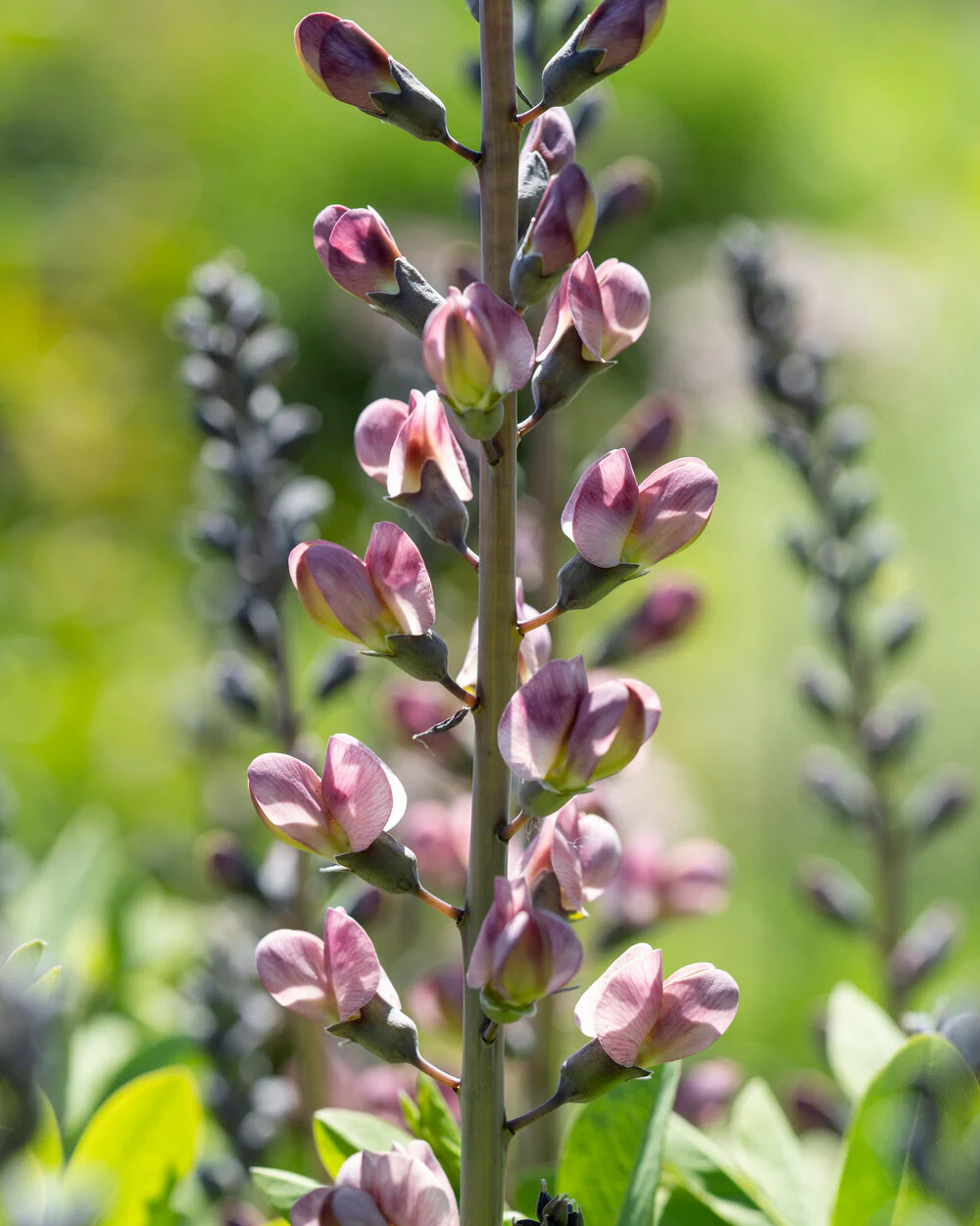 Baptisia 'Pink Truffles' - Image 6
