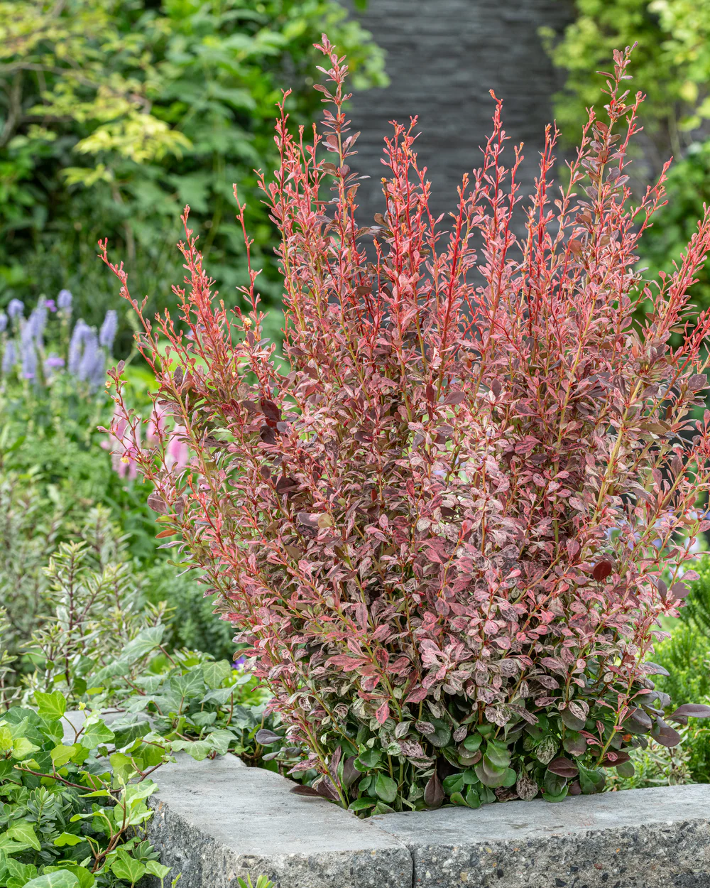 Berberis 'Pink Pillar' - Image 2