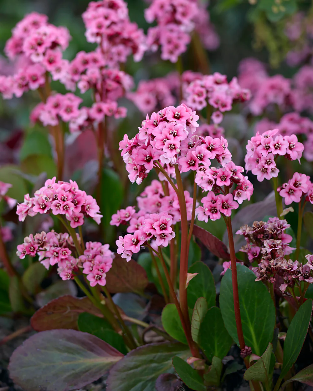 Bergenia cordifolia - Image 2