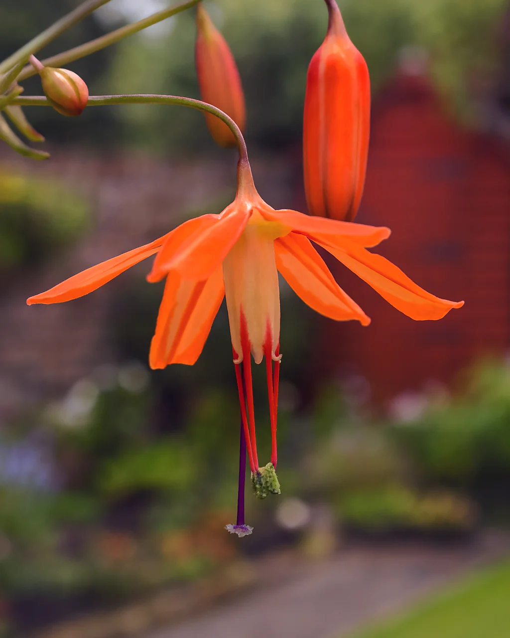 Bessera elegans