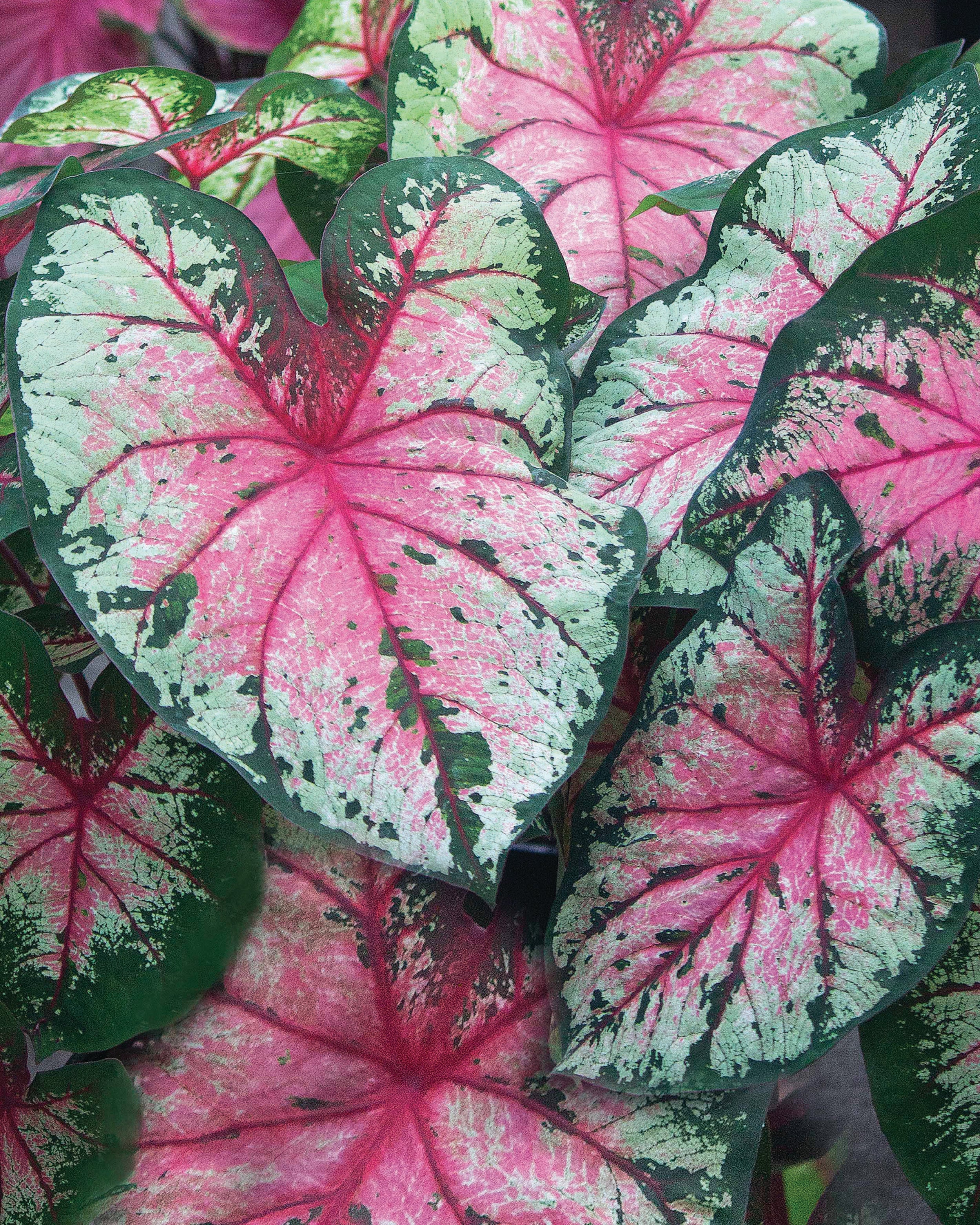 Caladium 'Cherry Blossom'