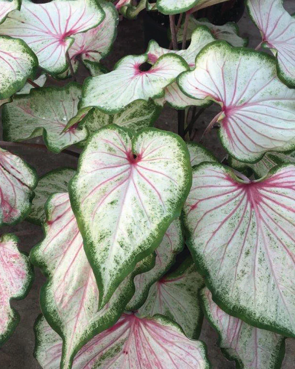 Caladium 'Pearl Blush'