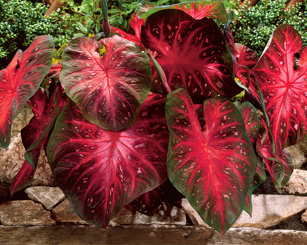 Caladium 'Red Flash' - Image 2