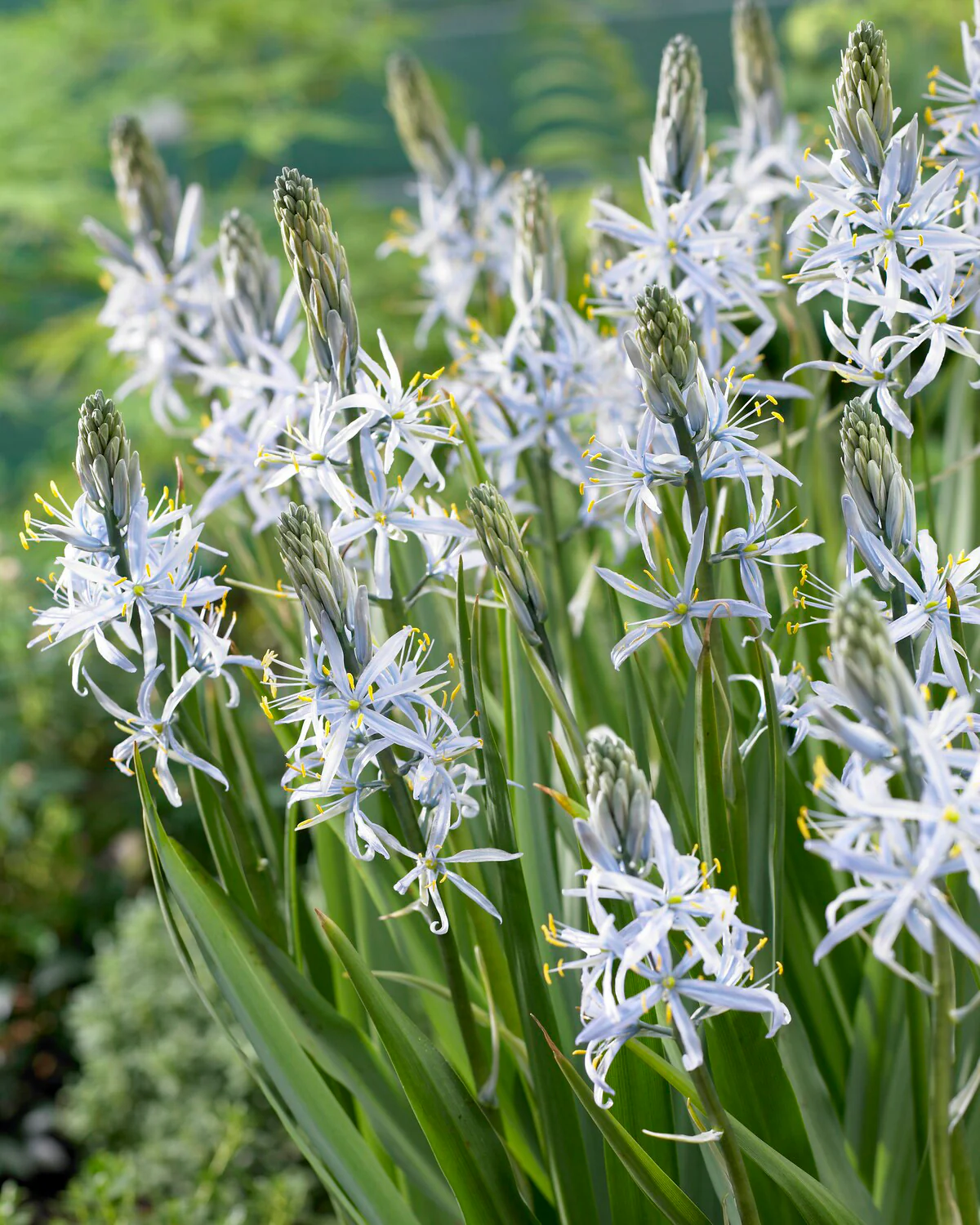 Camassia cusickii - Image 2