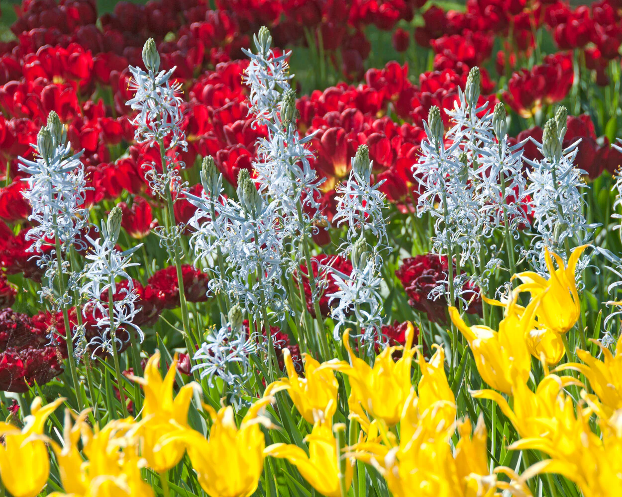 Camassia cusickii - Image 3