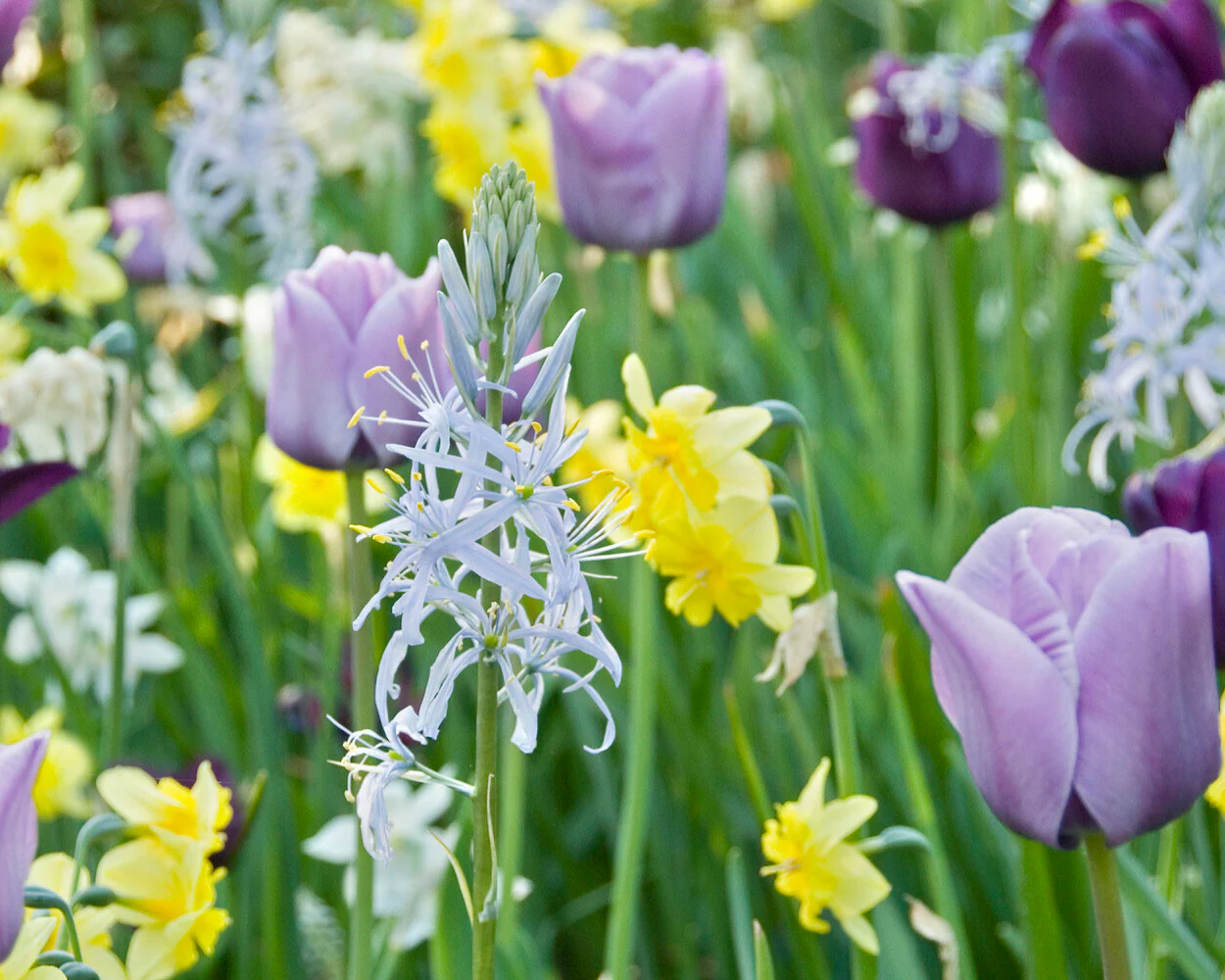 Camassia cusickii - Image 4
