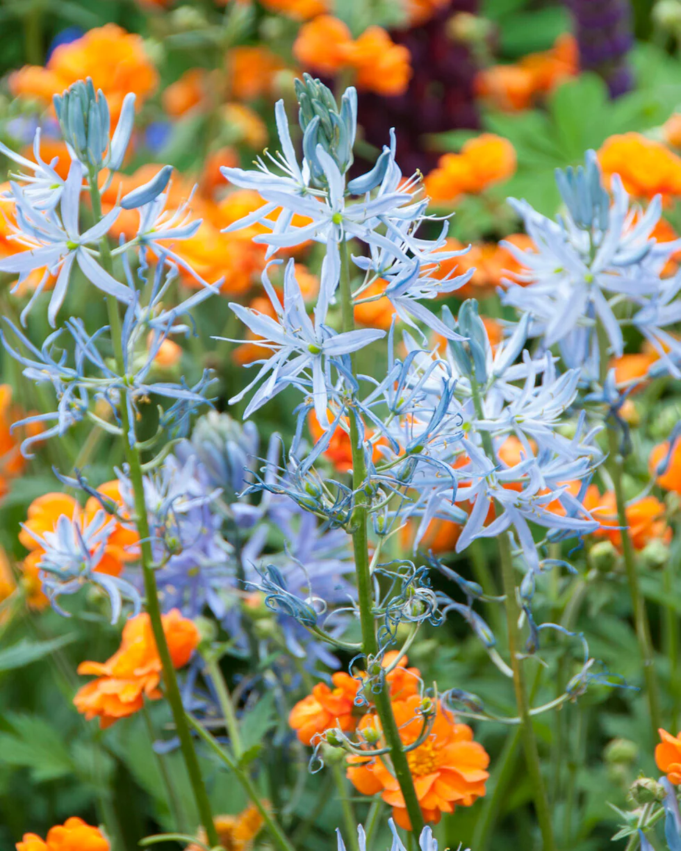 Camassia cusickii - Image 5
