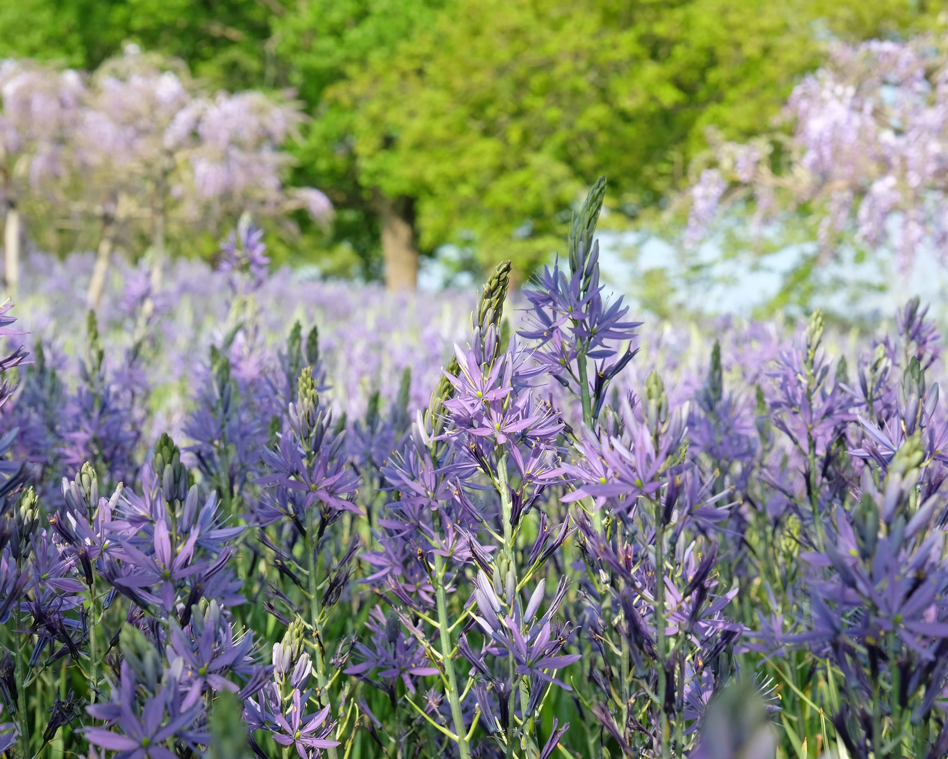 Camassia cusickii - Image 7