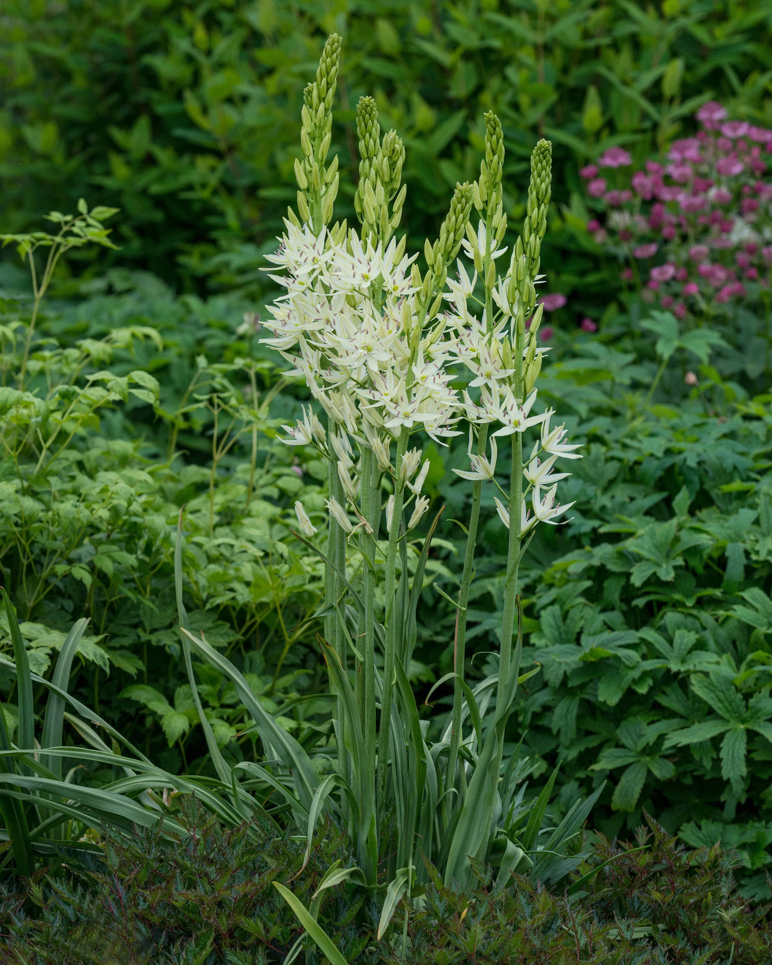 Camassia 'Alba' - Image 2