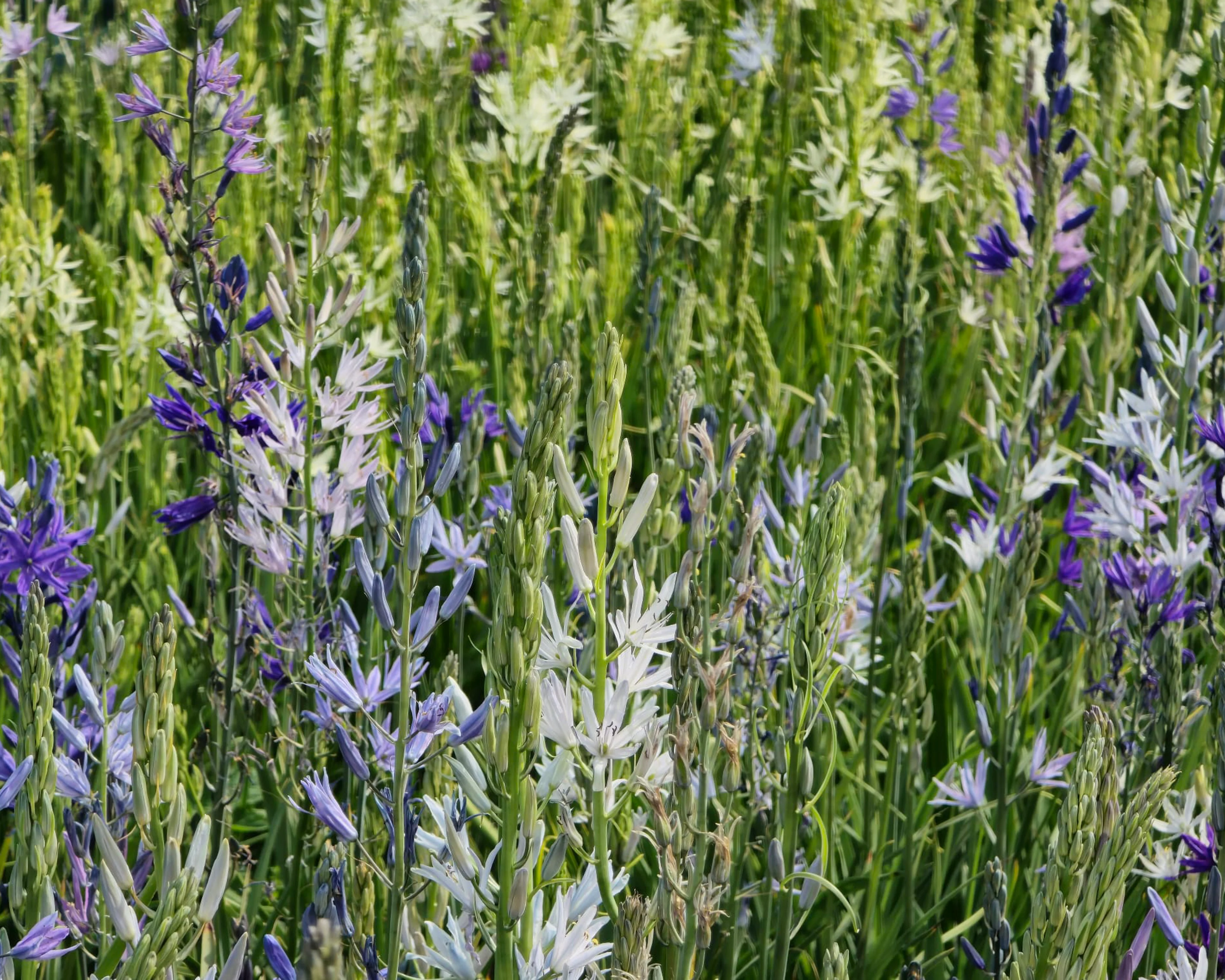 Camassia 'Hybrids Mix' - Image 6