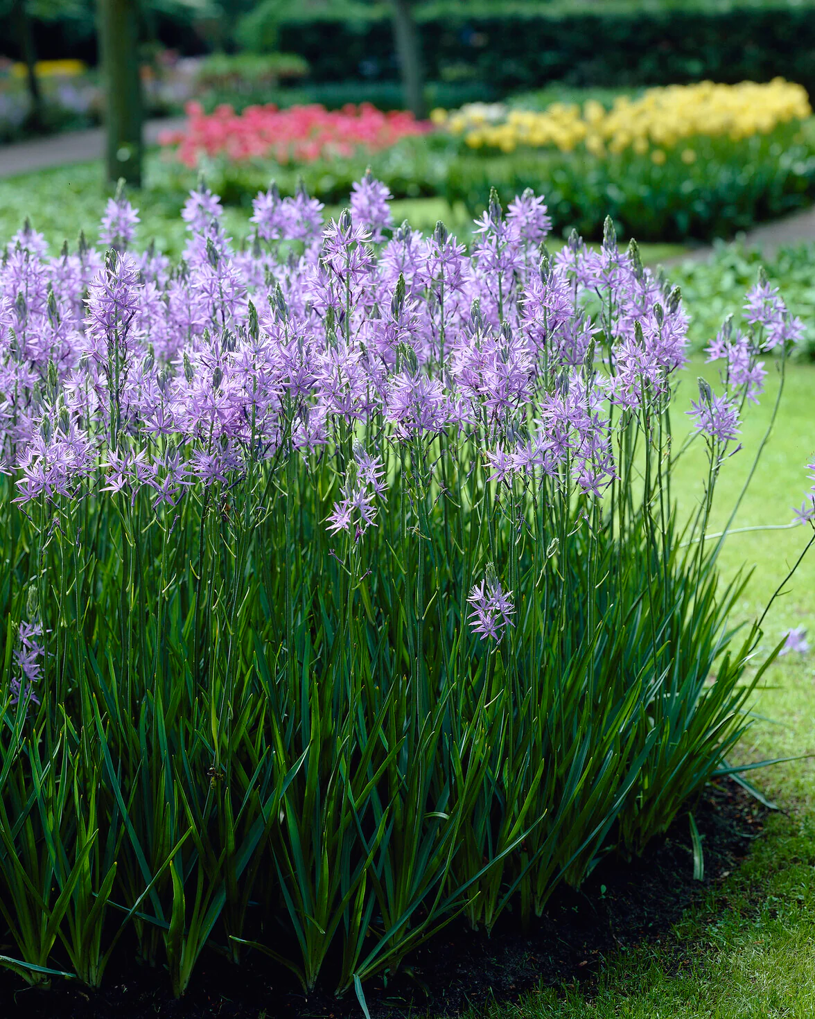 Camassia 'Caerulea' - Image 2