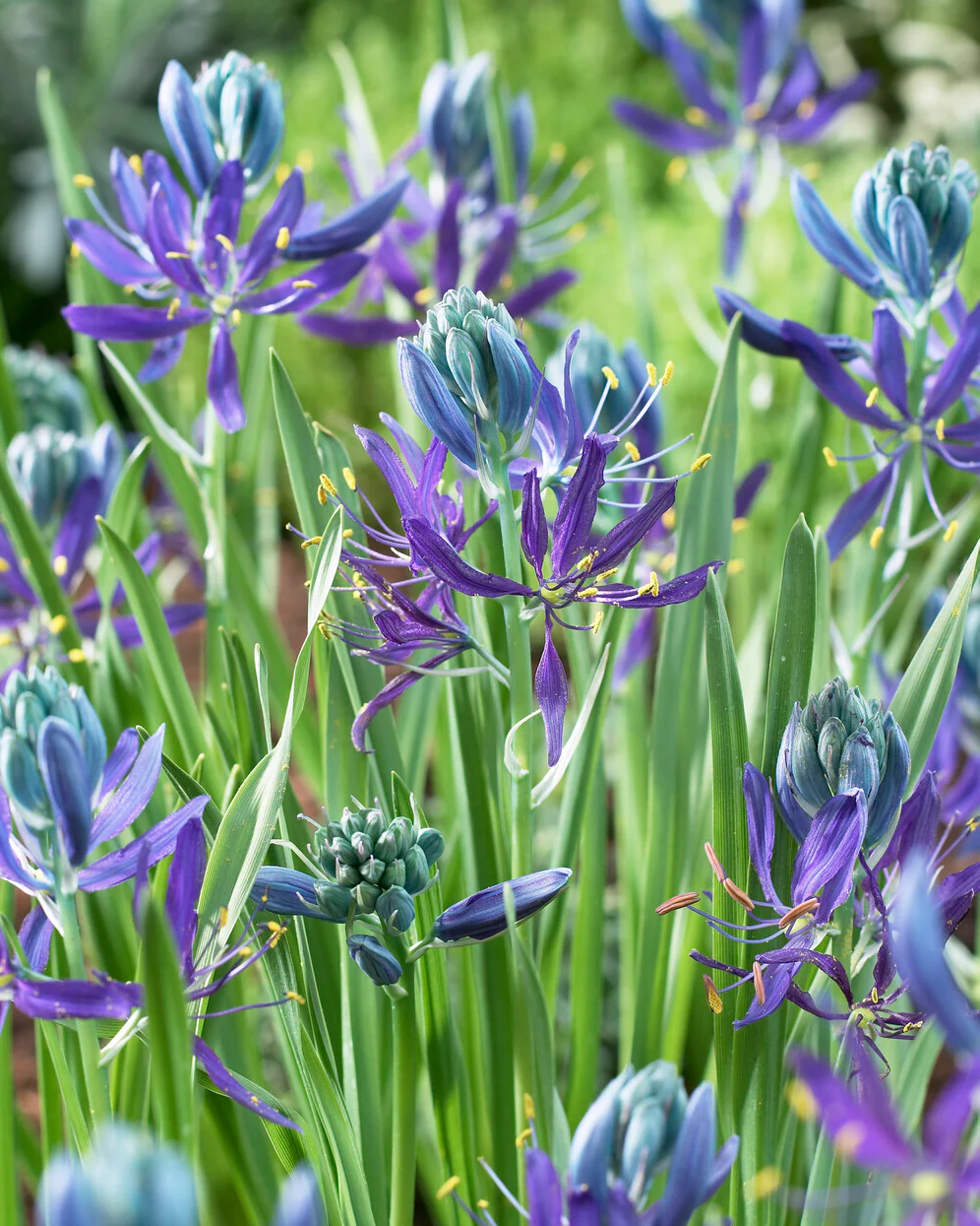 Camassia quamash - Image 3