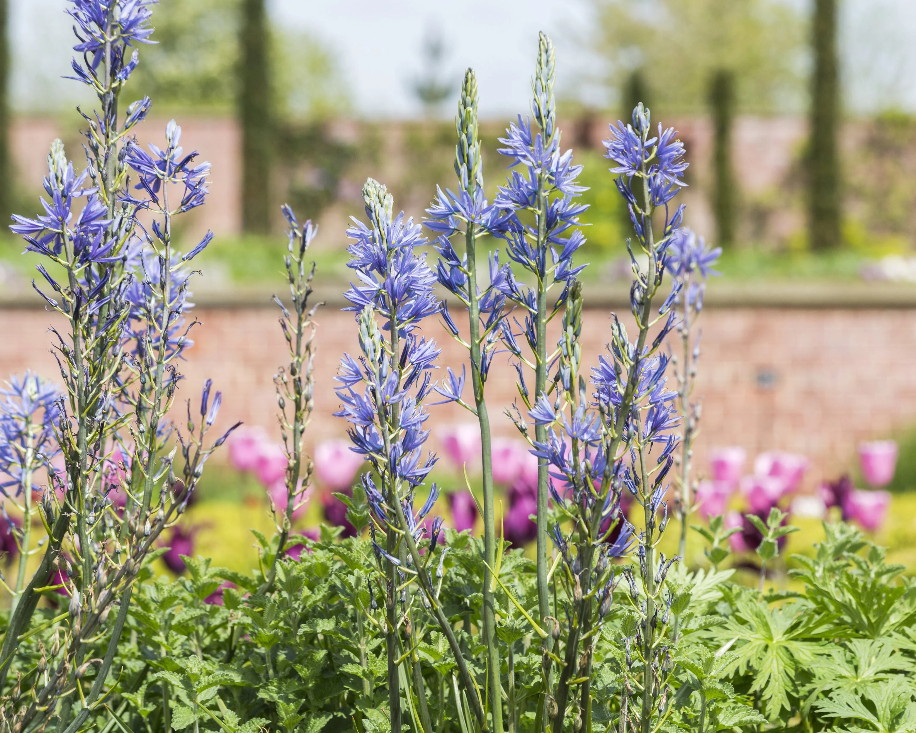 Camassia quamash - Image 4